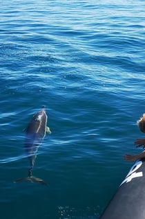 Tour di osservazione dei delfini partendo da Lagos