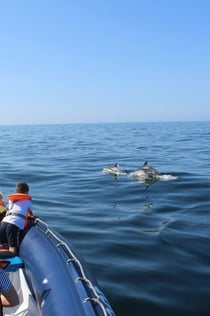 Tour di osservazione dei delfini partendo da Lagos