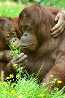 ケルン動物園&水族館: 入場券