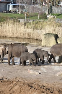 ケルン動物園&水族館: 入場券