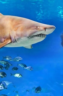 Palma Aquarium: Entree + duiken met haaien