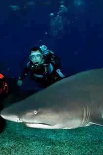 Palma Aquarium: Entree + duiken met haaien