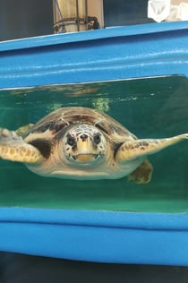 Schildpad: Toegangsticket