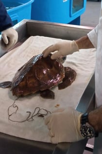 Schildpad: Toegangsticket