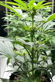 Musée du cannabis à Amsterdam : Billet d'entrée + Audioguide