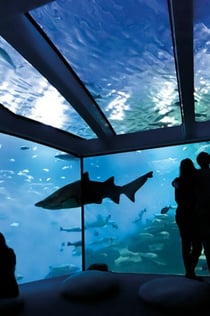 Palma Aquarium: Entry Ticket + Transfer from Calvià Area