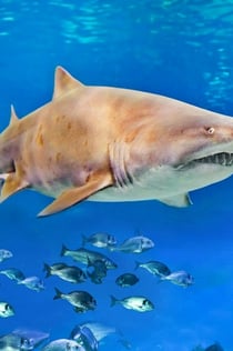 Palma Aquarium: Entry Ticket + Transfer from Calvià Area