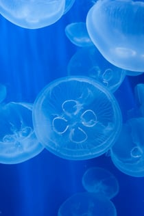 Akvariet i Genua: Reserverat inträde + glassupplevelse