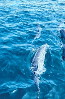 Palma di Maiorca: escursione in barca di 3 ore per l'osservazione dei delfini