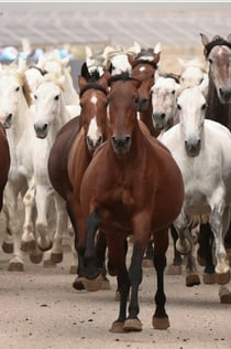 Sevilla Equestrian: Historien om en mester