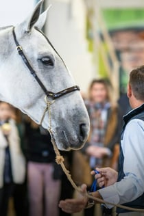 Sevilla Equestrian: Historien om en mester