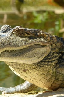 ZOA PARC: Bilet wstępu