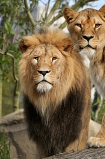 Artis-Park & Artis-Groote Museum: Skip-the-Line Ticket