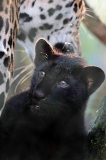 ARTIS Koninklijke Dierentuin Amsterdam & Micropia: Skip The Line Entree Ticket