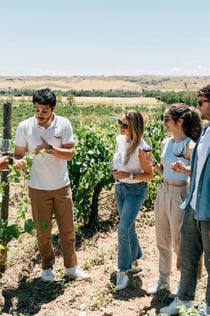 Tolède : visite de la ville et des vignobles depuis Madrid + dégustation de vin