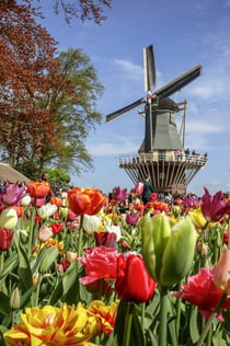 Amsterdam: Inträdesbiljett till Keukenhof + kanalkryssning