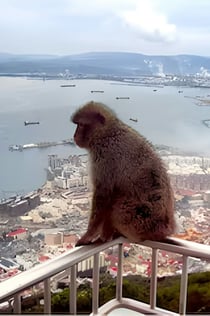 Gibraltar: Sightseeing Tour von Sevilla aus