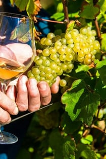 Nice: Provence Village Tour med vin- och produktionsprovning