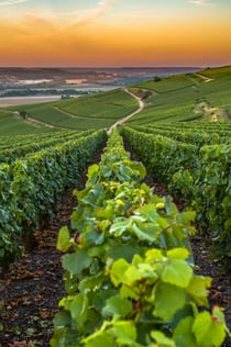 Nice: Provence Village Tour med vin- och produktionsprovning