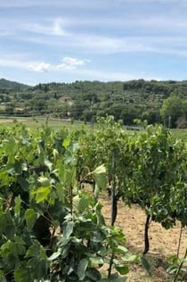 Arezzo: Wijnproeven in Val di Chiana