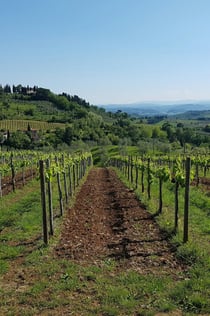 San Gimignano: Prohlídka vinic s průvodcem + ochutnávka vína + oběd