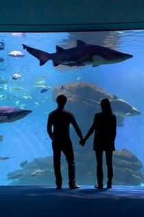 Acquario di Palma: Biglietto d'ingresso + trasferimento dalla zona est