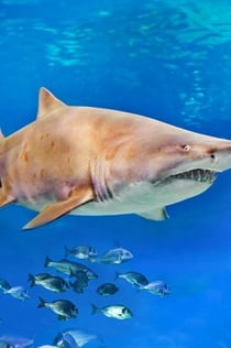 Acquario di Palma: Biglietto d'ingresso + trasferimento dalla zona est