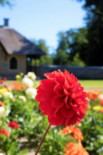 Ferme de fleurs de Keukenhof : Visite guidée depuis Amsterdam + Croisière sur les moulins à vent