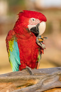 Parrot World: Annual Pass