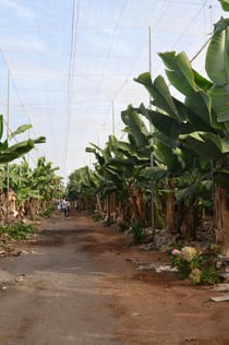 Tenerife: Tour pela plantação de bananas e vinícola + degustação de vinhos + almoço