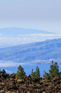 Teneriffa: Halvdagars guidad tur till Teide nationalpark