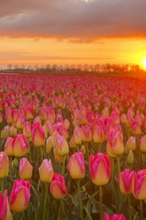 Keukenhof: Guidad tur i solnedgången från Amsterdam + middag