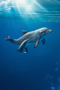 Acuario de Génova: Entrada reservada