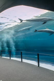 Acuario de Génova: Entrada reservada