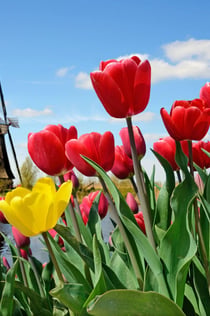 Keukenhof: Inträdesbiljett + transport med buss