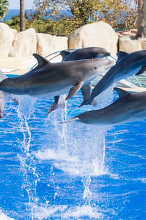 Marineland Côte d 'Azur: 입장권