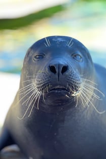 Marineland Côte d 'Azur: 입장권