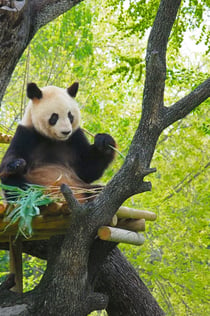 Zoo Aquarium Madrid: Bilhete sem filas