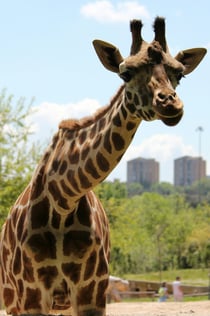Zoo Aquarium Madrid: Bilhete sem filas