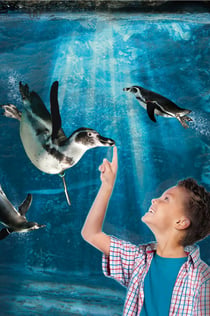 卡托利卡水族馆: 快速通道门票