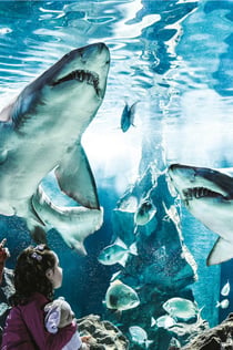 卡托利卡水族馆: 快速通道门票