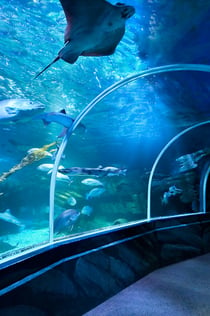 SEA LIFE Berlin: Bilet wstępu