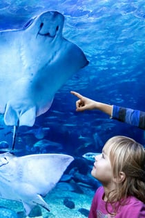 SEA LIFE Berlin: Bilet wstępu