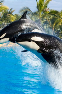 Loro Parque : Billet d'entrée