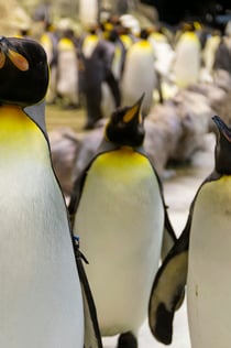 Loro Parque y Entradas para Siam Park: Entrada