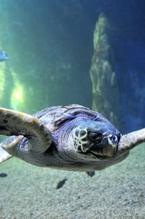 Cala Gonone Aquarium: Indgangsbillet