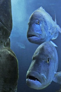 Cala Gonone Aquarium: Indgangsbillet
