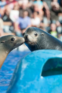 Marineland Mallorca: Tickets ohne Anstehen