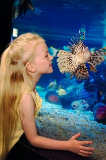 SEA LIFE Scheveningen : Billet d'entrée