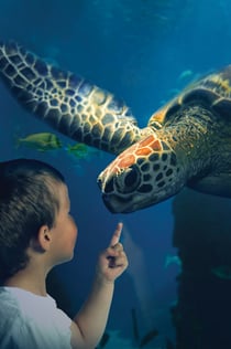 SEA LIFE Scheveningen : Billet d'entrée